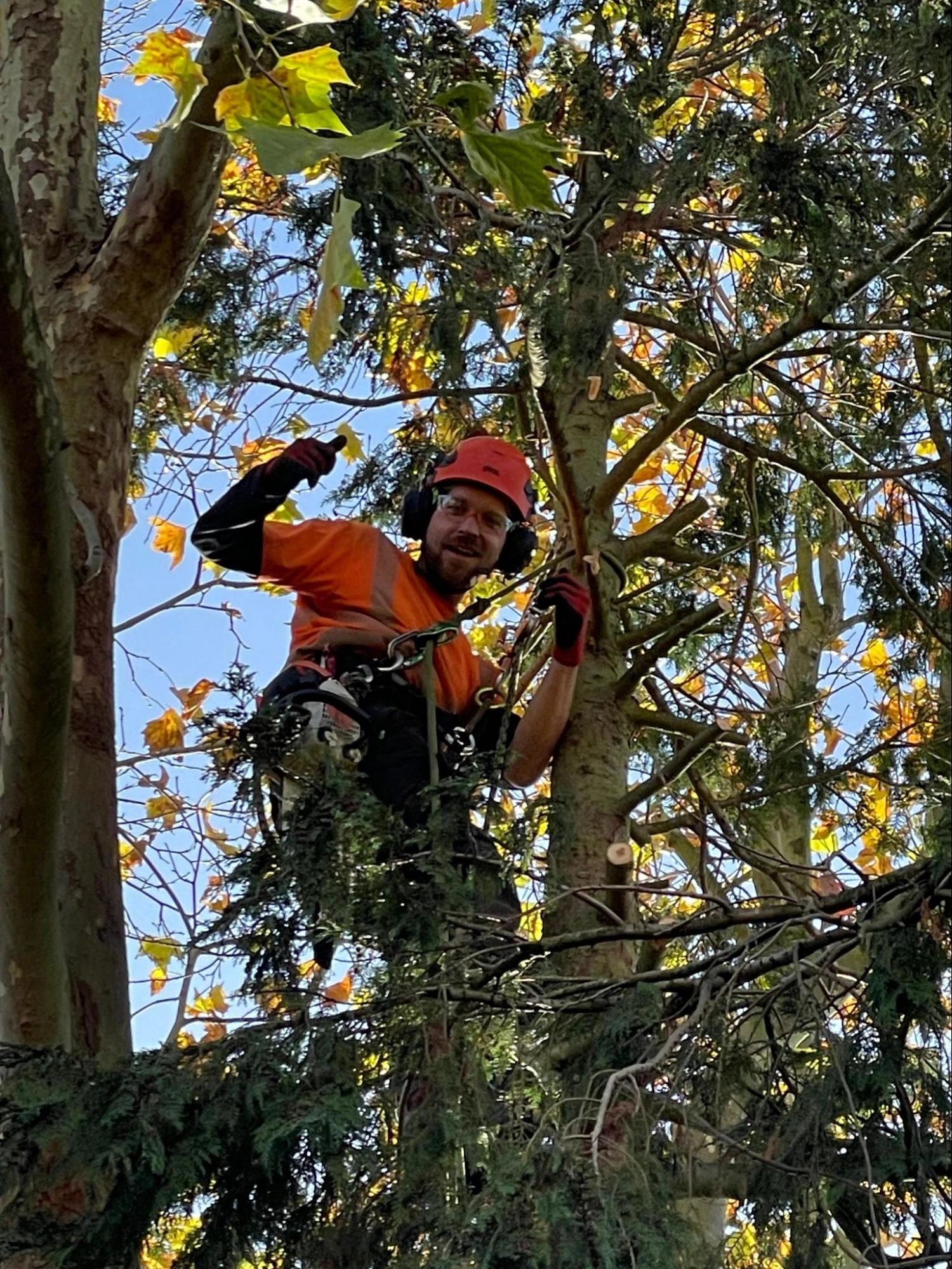 Aveley Tree Care Experts
